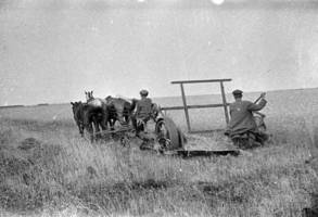 Grain harvesting in the fields by the reaping machine lead by a horse at the Einhart collective farm in Marxstadt Kanton, 1933.