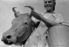 V. Schlothalter, a milkmaid at the farm dairy of the Laub collective farm, next to a cow she is preparing to milk, 1933.