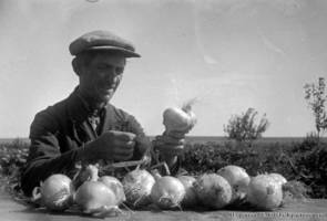 A.I. Stoll, the foreman of the “Komintern” collective farm, selecting onions for the National Agricultural Exhibition (VSHV). 1937.